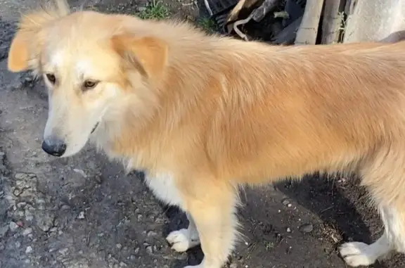 Потерянные животные Таганрог, фото: Пропала собака, ул. Жукова, 145 к1