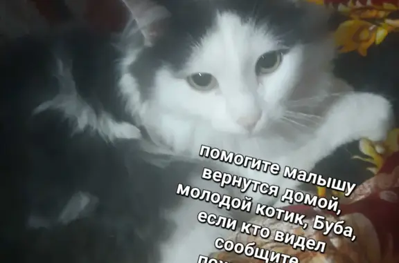 Пропала кошка: Дзержинского, 11А