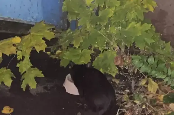 Черная кошка с котенком, ул. Милашенкова 6Б