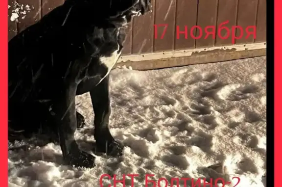 Найден пёс: Осташковское ш., СНТ Болтино-2