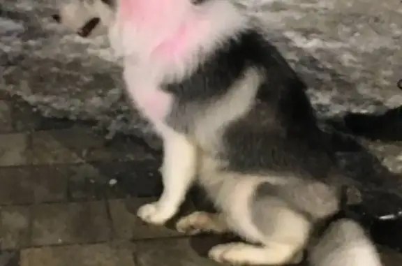 Найдена собака, ул. Горького, Н. Новгород