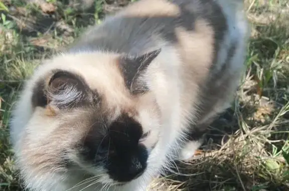 Пропала кошка: Оренбургский тракт, 6