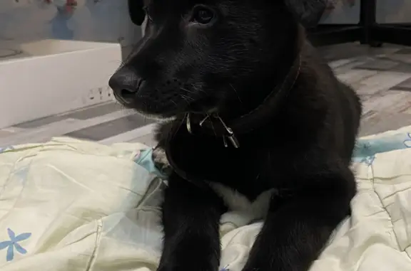 Найдена собака, Нижний Новгород, фото: Щенок найден: Газовская ул., Н.Новгород