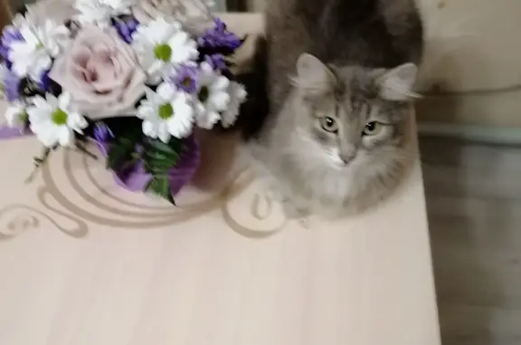 Кошка погибла на Зайцева, 30