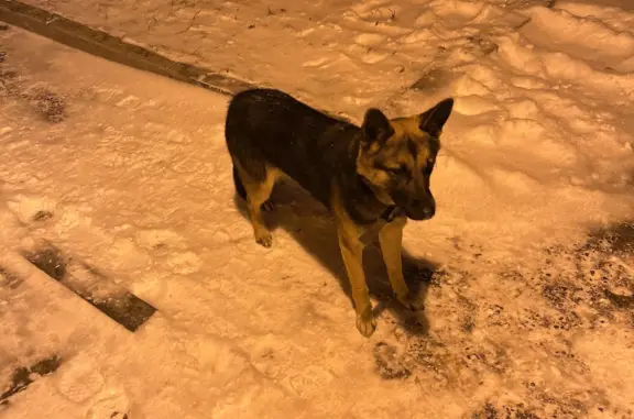 Найдена собака: Кашира, ул. Ленина 11к4