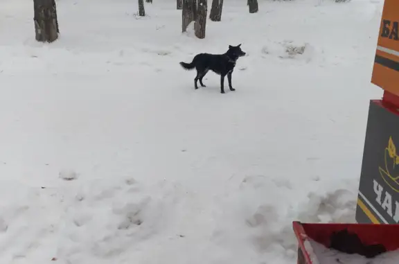 Найдена собака на Лесной ул., Тольятти