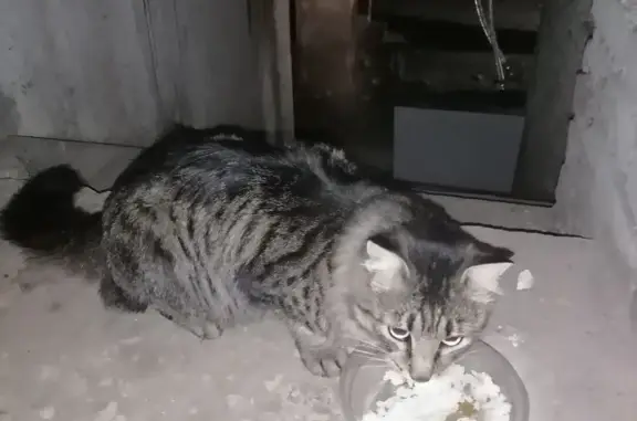 Найдена кошка: Карбышева, 30, Красноярск