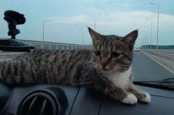 Пропала кошка в Перми, лыжероллерная трасса