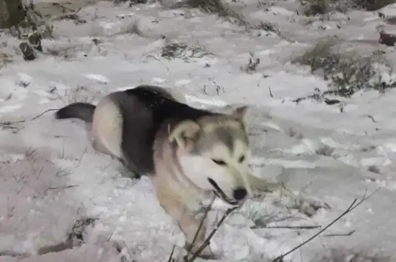 Найдена собака у Петролеспорта, СПб