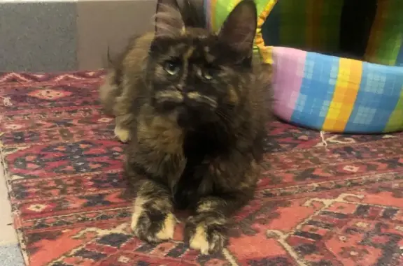 Найдена кошка Мейн-кун, Первомайская, 95