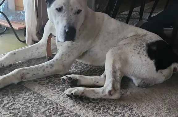 Найдена собака, Московская область, фото: Найдена собака, Московская обл.