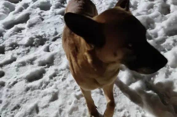 Найдена собака в Нагаево, хромает