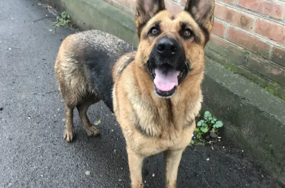 Найдена собака, Ростов-на-Дону, фото: Найдена собака: Вятская ул., 75, Ростов