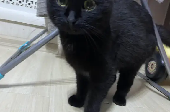 Найден котенок, Терешковой, 18А