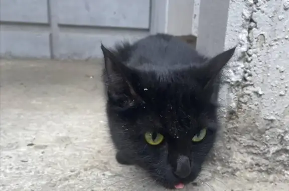 Пропала чёрная кошка, ул. Мартынова, 18