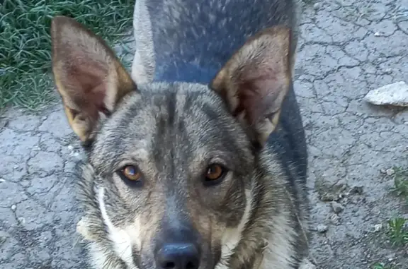 Пропала собака в Трёхпрудном, Крым
