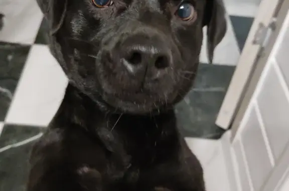 Найдена черная собака, Скреблово