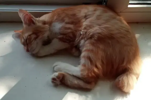 Пропала кошка в Софрино, рыжая, 2 года