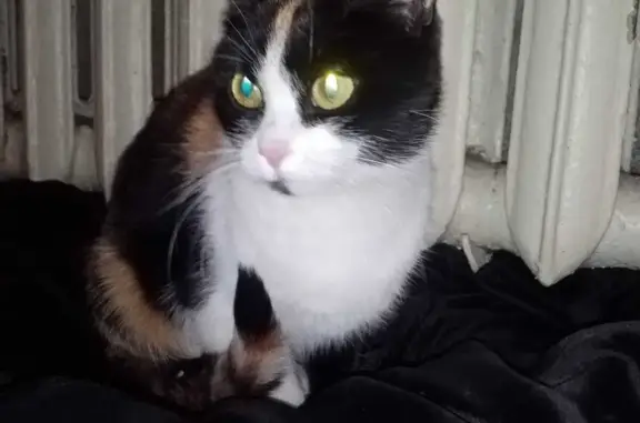 Найдена кошка: Энергетическая, 27, Саранск