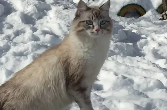 Пропала кошка: Исакова, 223, Барнаул