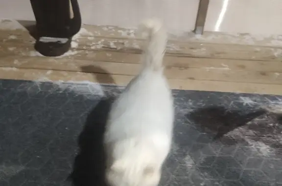 Найдена белая кошка, Банный пер.