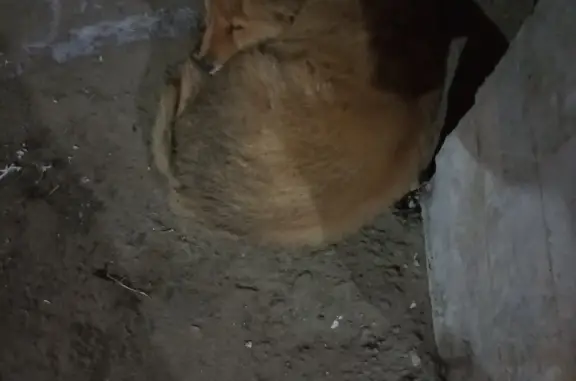 Найден щенок на Акри, 8 в Ступино