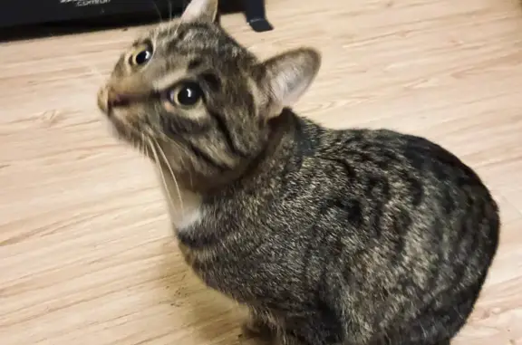 Найдена кошка у отеля в Дубках