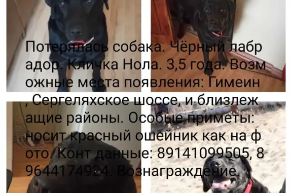 Пропала собака, Сергеляхское, Якутск