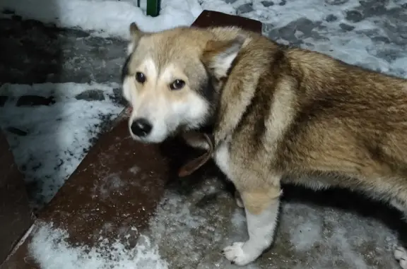 Найдена собака на Широкой ул., 4, Тамбов