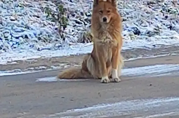 Найдена собака на Ярославском шоссе