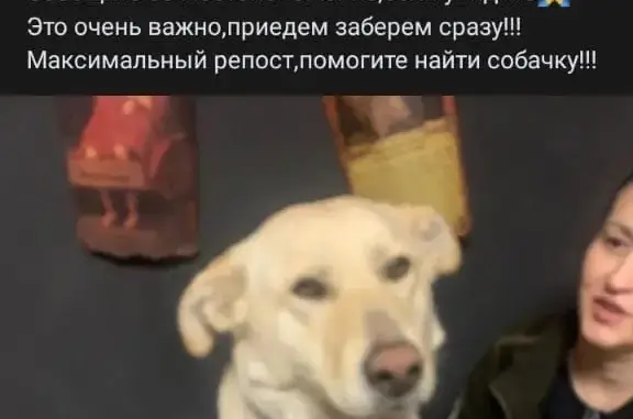Пропала собака, 2-я Станц., Новосибирск