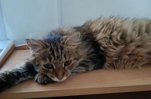 Тигровая кошка найдена: Планетная, 18