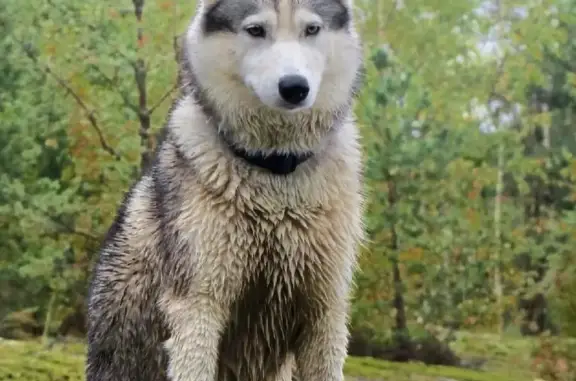 Собаки потеряшки, Санкт-Петербург, фото: Потеряшка хаски в Ломоносове, ул. Кипренского
