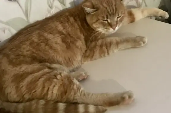 Найден рыжий кот: Жукова, 16, Иркутск