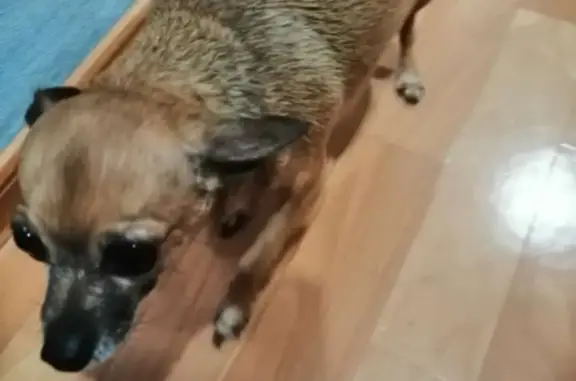 Найдена собака, Новосибирск, фото: Найдена собака, ул. Пархоменко, 100