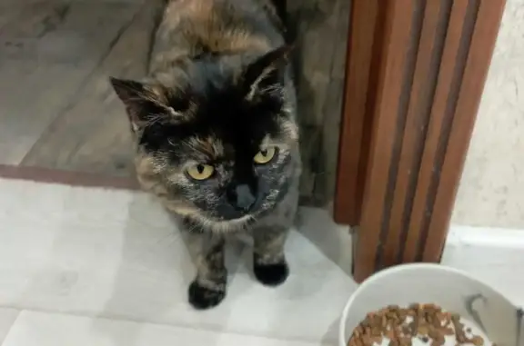 Найдена кошка, , фото: Найдена кошка у Магнита, ул. Маресьева