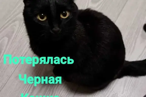 Пропала чёрная кошка, Подымалово
