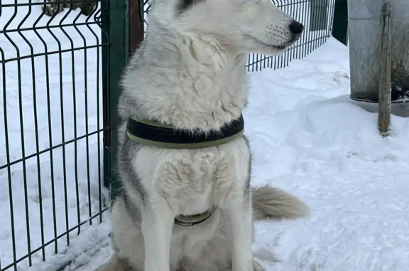 Найдена собака на ул. Ленинская Слобода