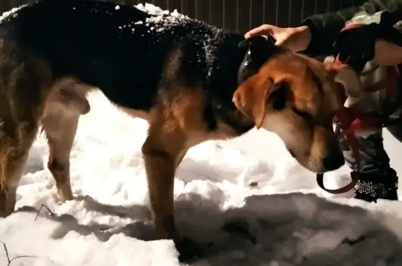 Объявления о пропавших и найденных животных, Московская область, фото: Найдена собака, Павловский Посад