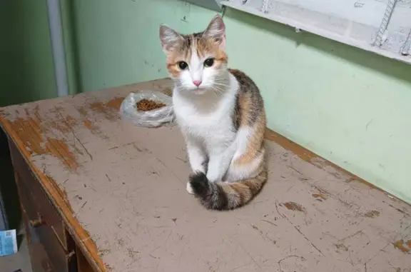 Найдена кошка, ул. Веденеева, Пермь