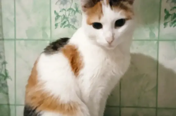 Найдена кошка: Топкинская, 55, Новокузнецк
