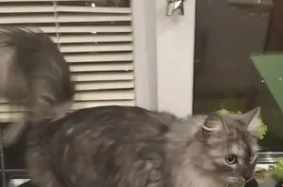 Кошки потеряшки, Тольятти, фото: Потеряшка кошка: Московский пр., 43/26