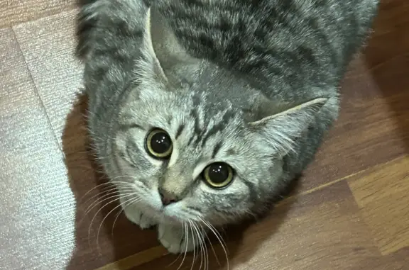 Найдена кошка, ул. Грибоедова, 54