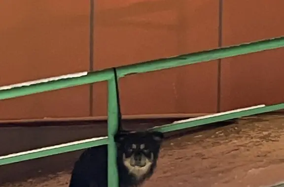 Найдена собака у магазина на Больничной, 76