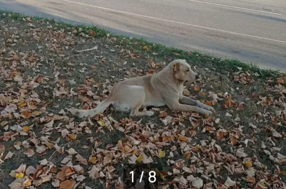 Пропала собака в Кольцовке 7 ноябя