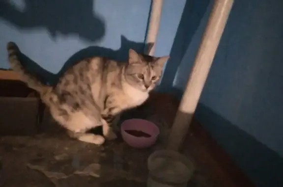 Найдена трехцветная кошка: Веденяпина, 5
