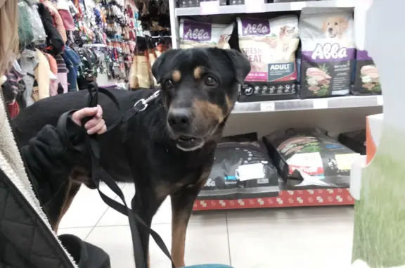 Найденные животные Москва, фото: Найден кобель ротвейлера: 9я Сев. 11к1