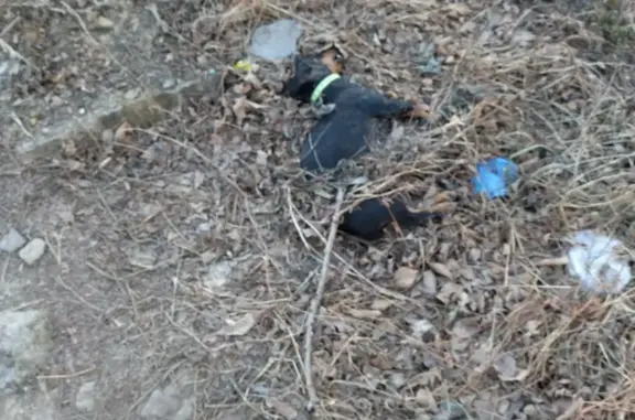 Найдена собака: ул. Юмашева 12д, Владивосток