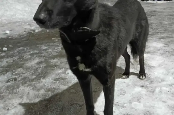 Найдена собака: пр-т Мира, 63, Нижнекамск