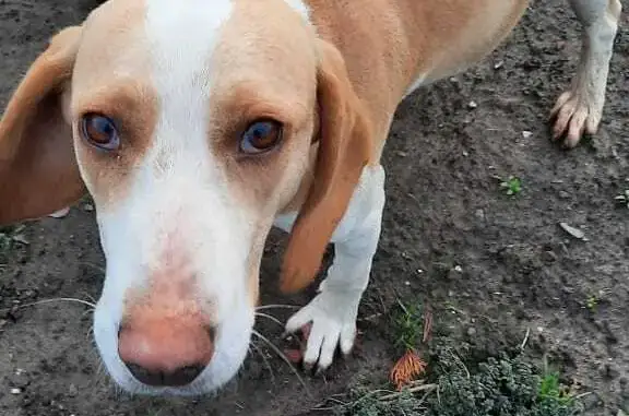 Найдена собака: Западная ул., Холмская